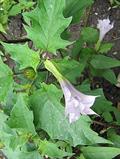 Devil's snare ، hell's bells, devil’s trumpet, devil’s weed, tolguacha, Jamestown weed, stinkweed, l